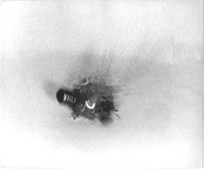 Michael Harvey bulb